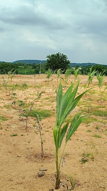 Plot Area in  Plot at Jangaon – for Sale