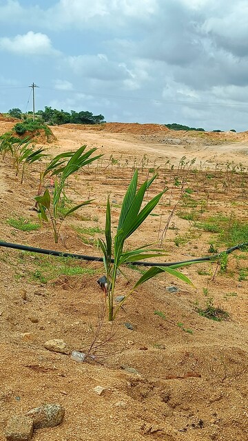 Plot Area in  Plot at Jangaon – for Sale