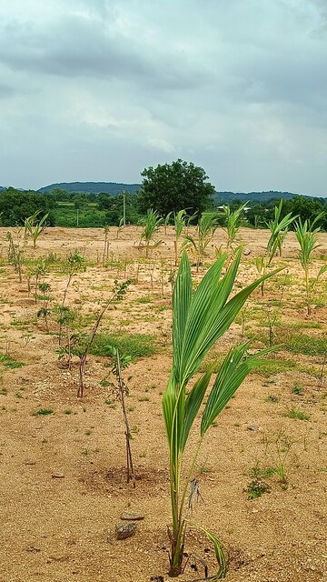 Plot Area in  Plot at Jangaon – for Sale