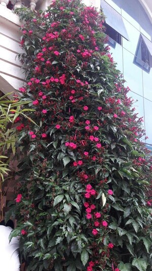 3 BHK Villa – Exterior View View at Dorabjee Paradise Building A&B Condominium, Mohammadwadi - for Rent