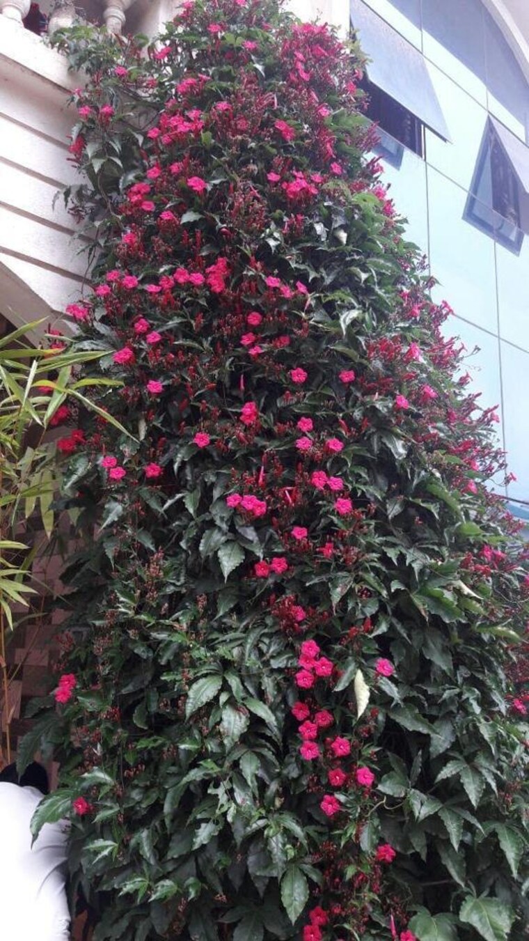 Exterior View, dorabjee-paradise-building-a-b-condominium 3 Bedroom 2500 Sq.Ft. Villa In Mohammadwadi Pune 7731961