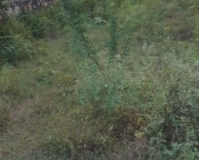 Plot For Sale in Tonk Road