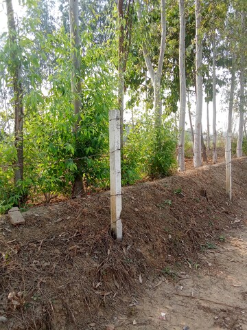 Plot Area in  Plot at Tappal – for Sale