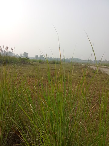 Plot Area in  Plot at Tappal – for Sale