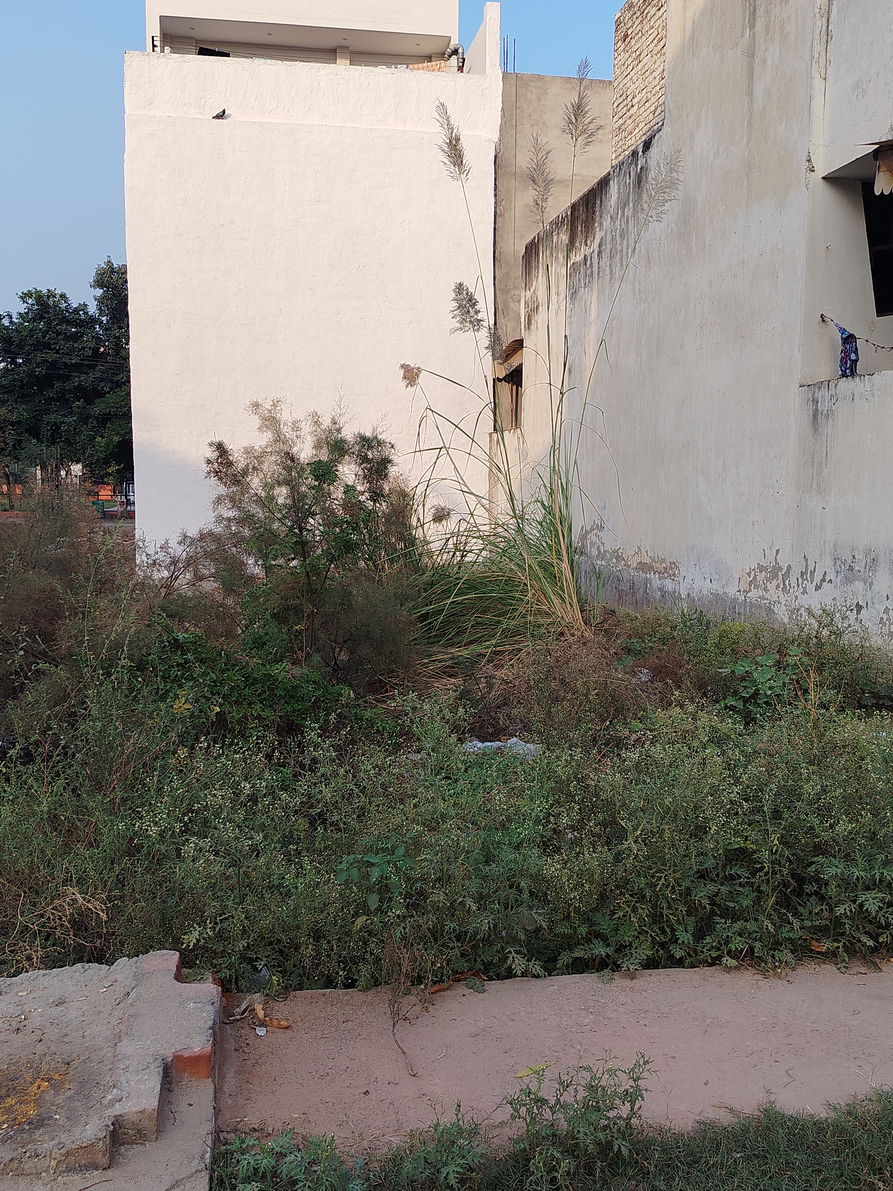 Plot For Resale in Sector 2 Bahadurgarh  7750255