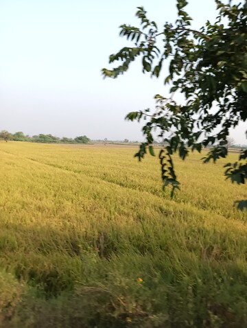 Commercial Land 48000 Sq.Ft. For Resale in Sankhol Village Jhajjar  7753929