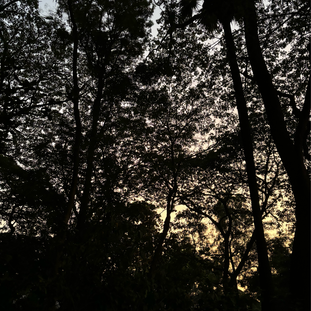 3 BHK Apartment For Sale in Mayfair Silver