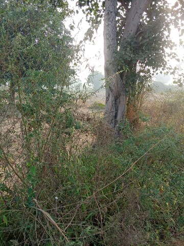 Plot Area in  Plot at Tappal – for Sale