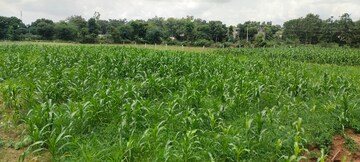 Plot Area in  Plot at Alibag – for Sale