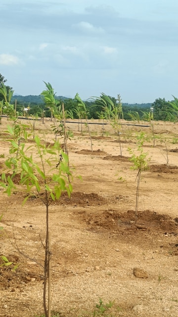 Plot Area in  Plot at Jangaon – for Sale