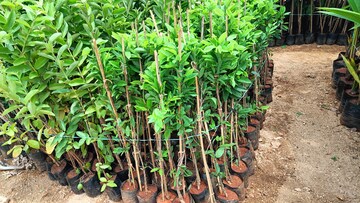  Plot – Garden View at Jangaon - for Sale