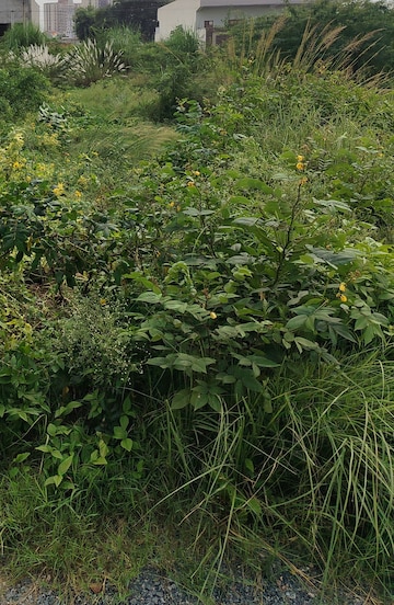  Plot For Sale in Sector 2