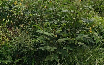 Plot For Sale in Sector 2