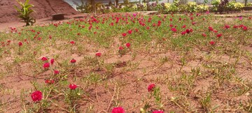  Plot For Sale in Sri Bhumi Eeshaanya, Kankipadu