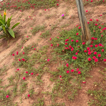  Plot – Exterior View View at Kankipadu - for Sale