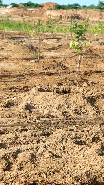  Plot For Sale in Jangaon