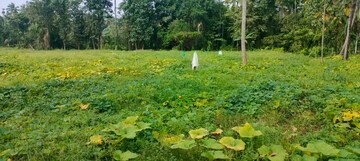 Plot Area in  Plot at Kodakara – for Sale