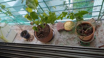 Balcony in 2 BHK Apartment at Gawand Baug – for Sale