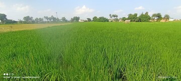 Plot Area in  Plot at Bihta – for Sale