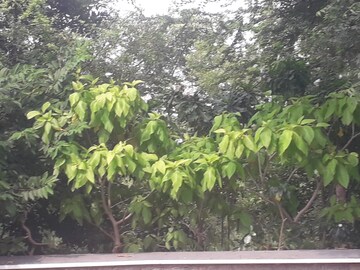  Plot – Garden View at Tatti Annaram - for Sale