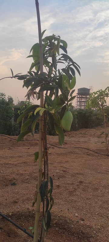  Plot – Exterior View View at Kacharam - for Sale
