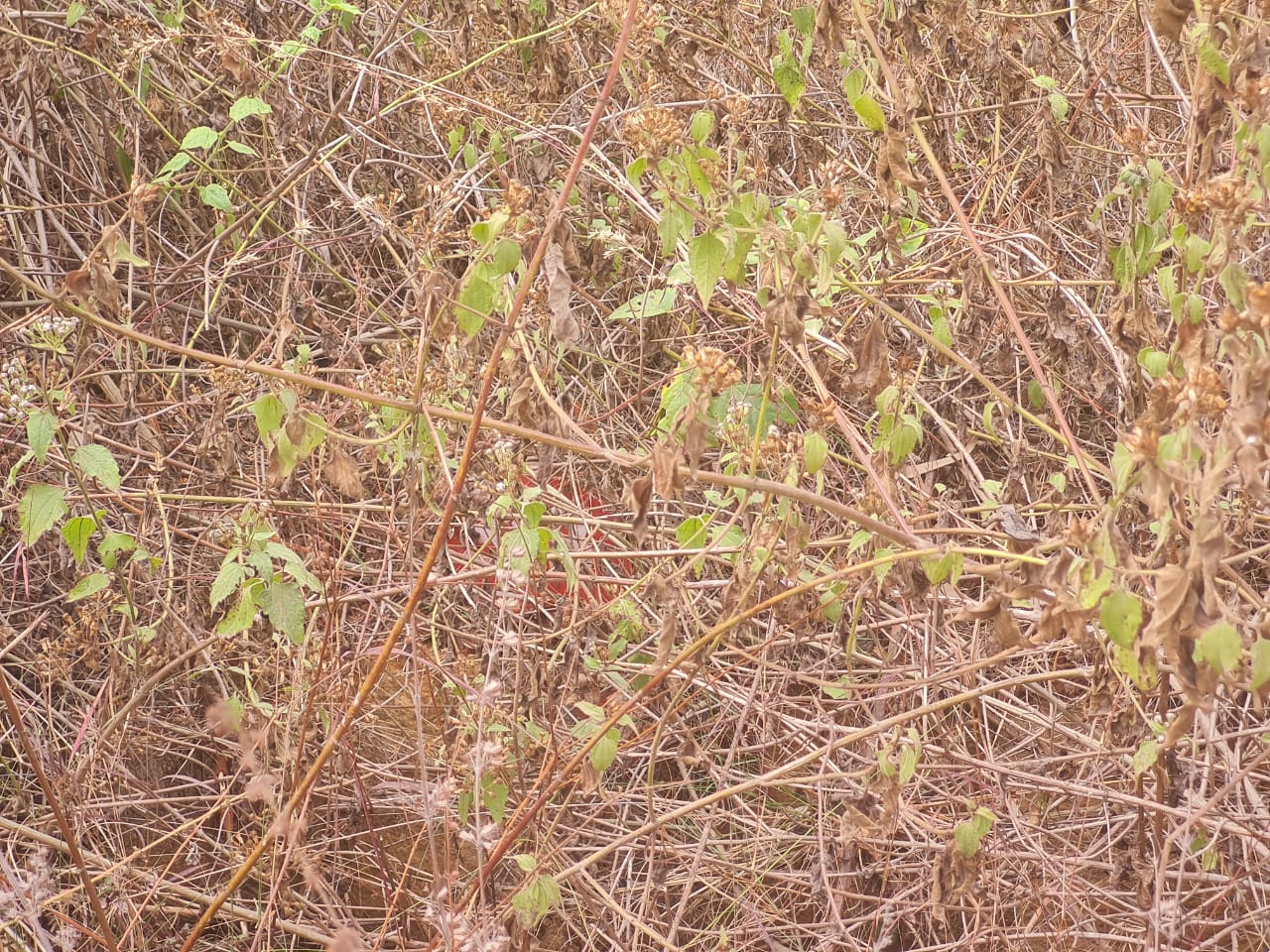 कॉमर्शियल लँड वर्ग फुट फॉर रीसेल इन कल्याण नगर बैंगलोर  7791318