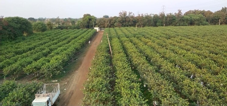 undefined, hirapur  10000 Sq.Yd. Plot In Hirapur Raipur 7792841