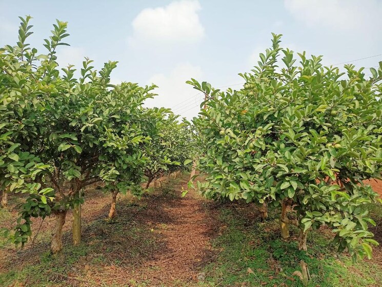 Garden, hirapur  10000 Sq.Yd. Plot In Hirapur Raipur 7792841