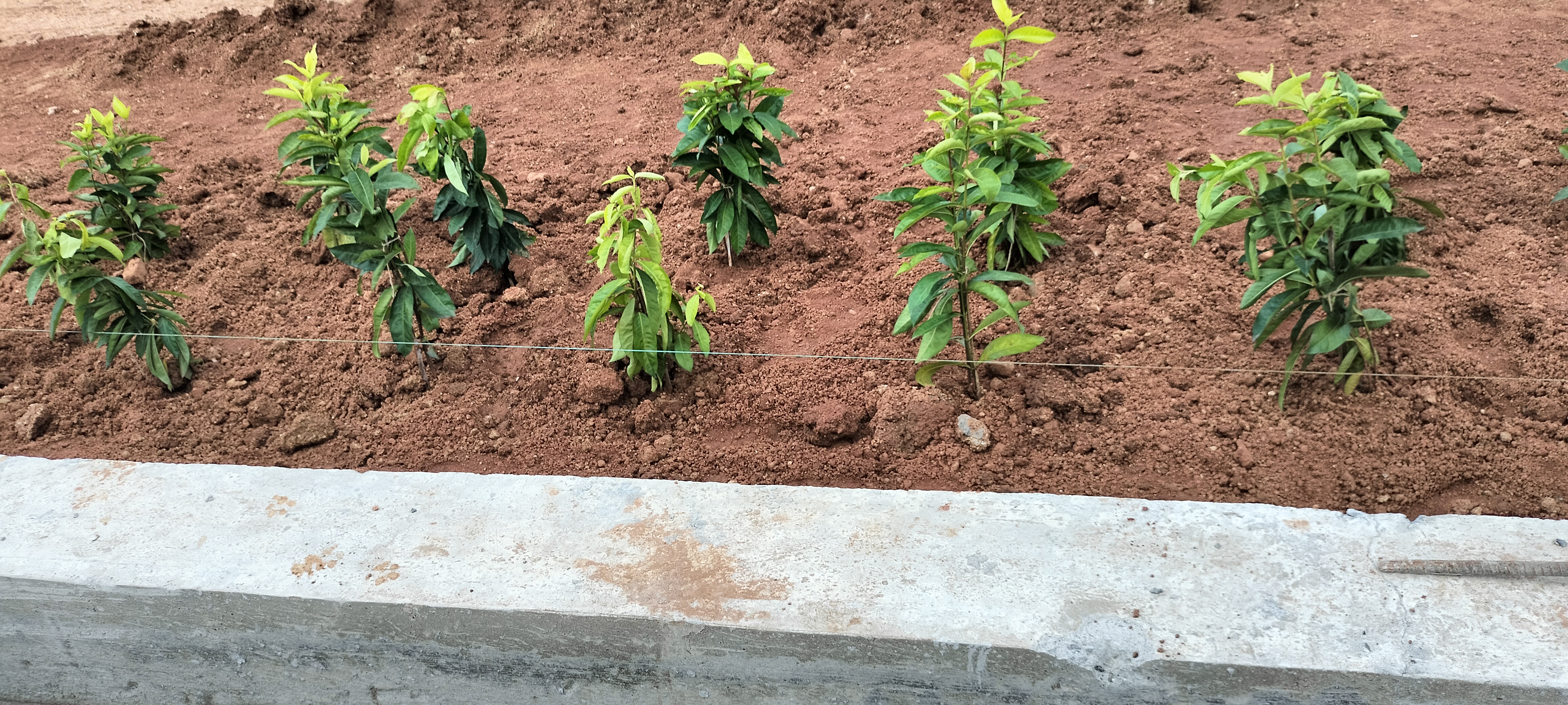 Plot For Sale in Metro City 