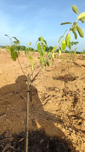 Plot Area in  Plot at Jangaon – for Sale