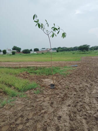 Plot For Resale in Shahpur Gorakhpur  7801695