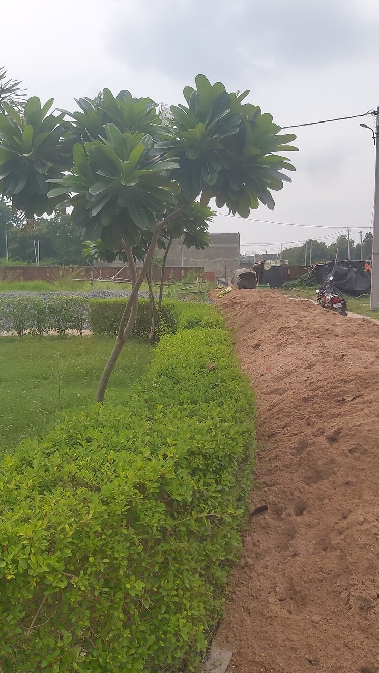 Garden, attalika-palms  1500 Sq.Ft. Plot In Mohanlalganj Lucknow 7803413