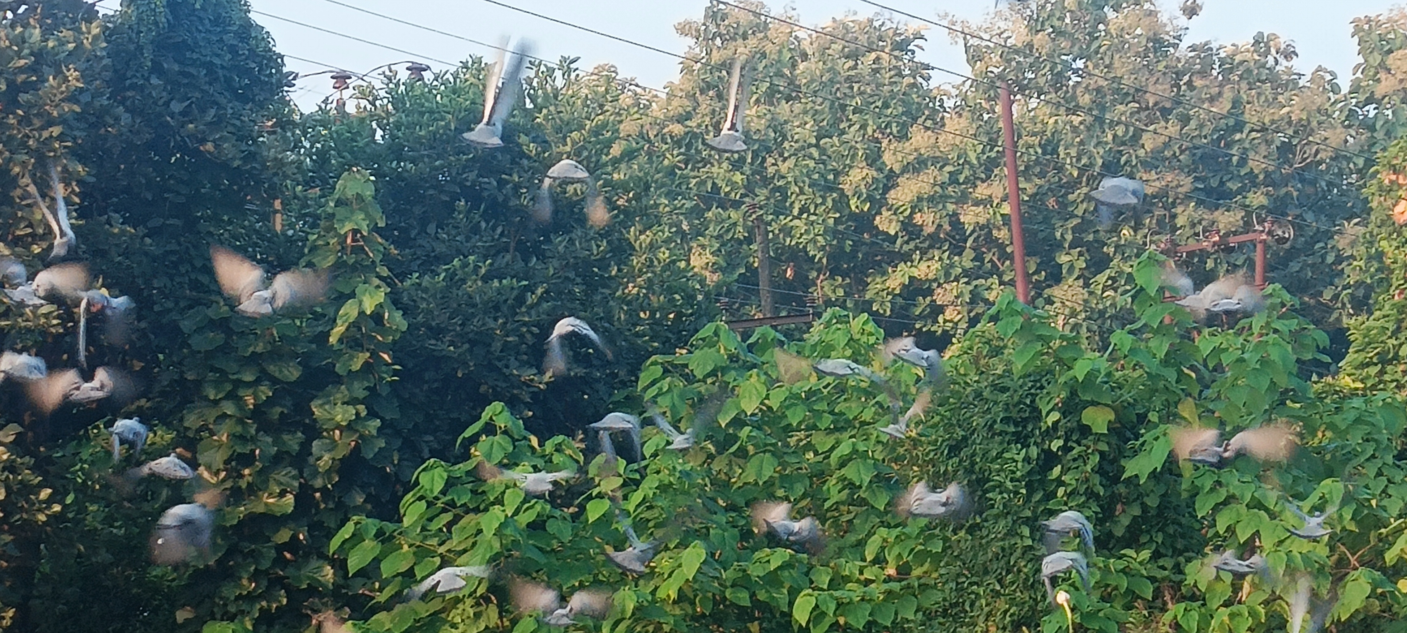 Plot For Sale in Malsi