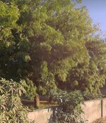 1450 Sq.Yd. Land in Shela