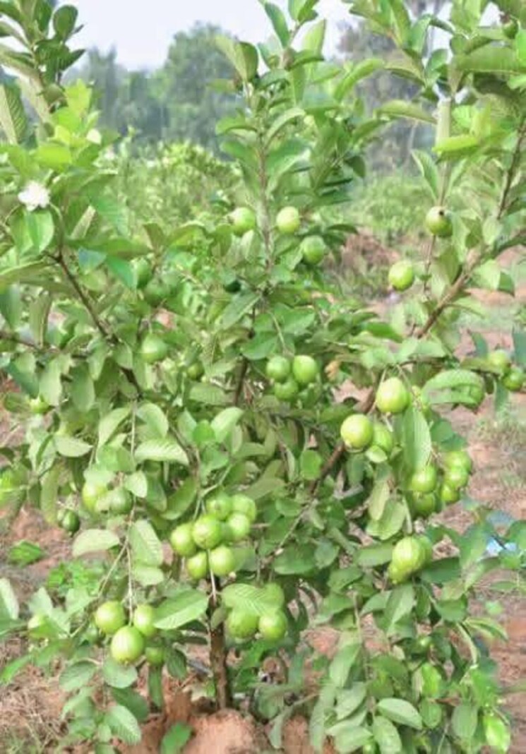 Garden, hirapur  1500 Sq.Ft. Plot In Hirapur Raipur 7804857