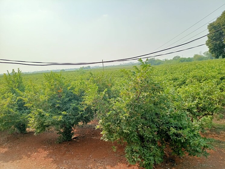 Garden, hirapur  12000 Sq.Yd. Plot In Hirapur Raipur 7804930