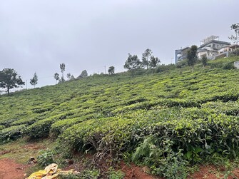 Plot For Resale in Coonoor Ooty  7809103