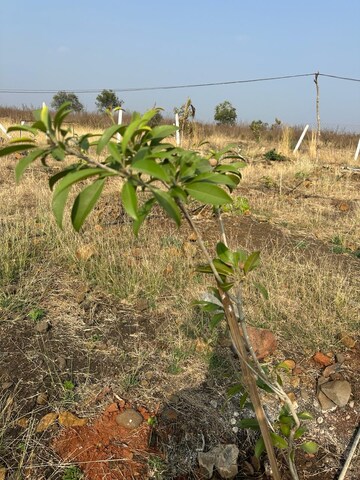 Plot Area in  Plot at Peeranchuruvu – for Sale