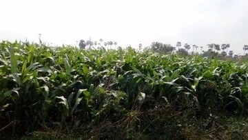 Plot Area in  Plot at Tikri – for Sale