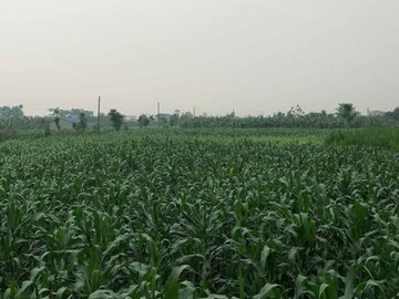 Plot Area in  Plot at Tikri – for Sale
