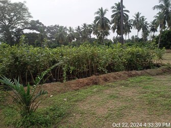 Commercial Land 3 Acre For Resale in Rajanagaram Rajahmundry  7811284