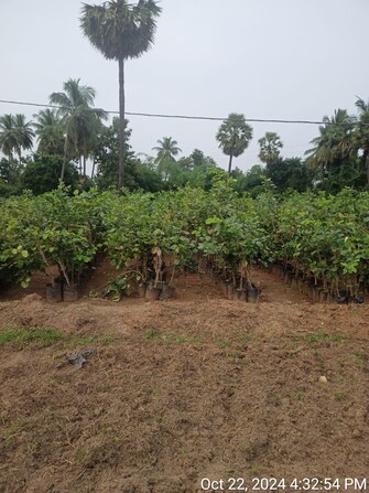 Commercial Land 3 Acre For Resale in Rajanagaram Rajahmundry  7811284