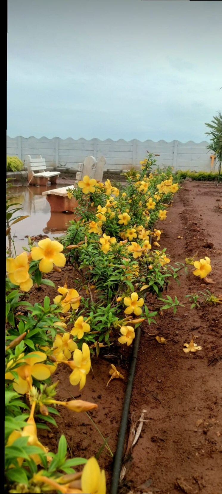 Garden, sri-bhumi-eeshaanya 2 Bedroom 166 Sq.Yd. Independent House In Kankipadu Vijayawada 7819795