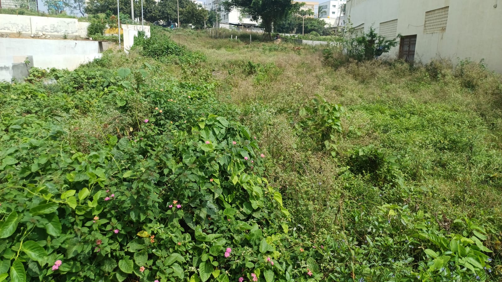 Plot For Resale in Malleswaram Bangalore  7822009