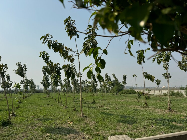 Garden, srs-retreat-farms  1976 Sq.Yd. Plot In Manjhawali Faridabad 7829281
