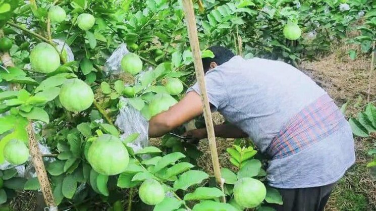 Garden, hirapur  10200 Sq.Yd. Plot In Hirapur Raipur 7844235