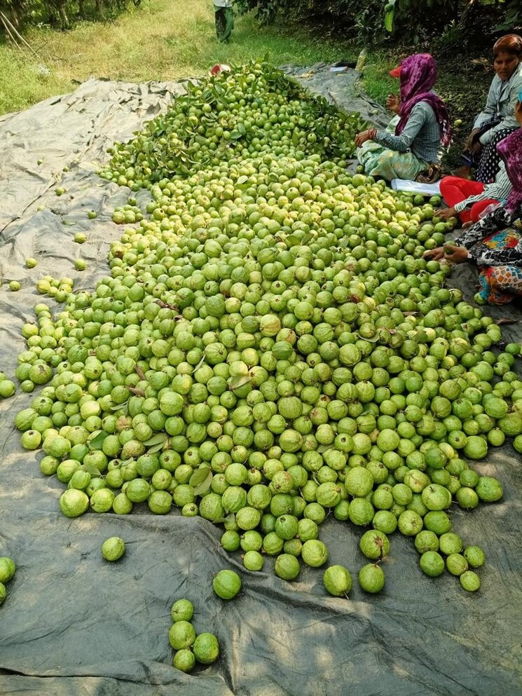 Garden, hirapur  14500 Sq.Yd. Plot In Hirapur Raipur 7850928