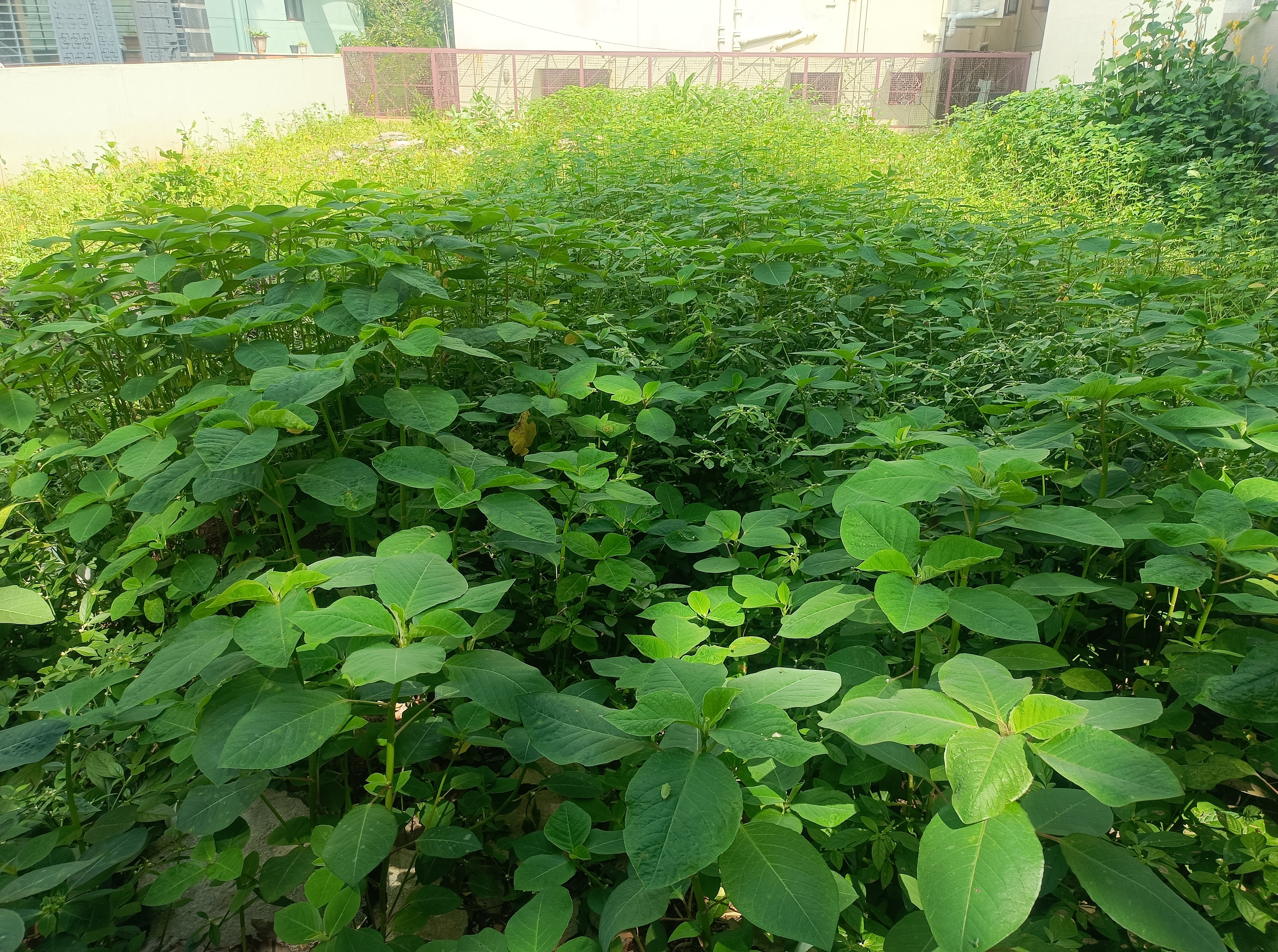 Plot For Sale in Plot 3226