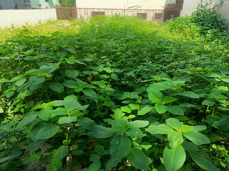 Garden, subramanyapura  1200 Sq.Ft. Plot In Subramanyapura Bangalore 7852083