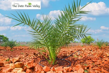 Plot Area in  Plot at Narayankhed – for Sale